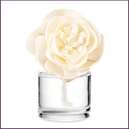 Cashmere and Corduroy Scentsy Fragrance Flower Stock Image